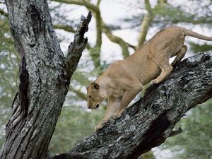 Preview wallpaper lion, lioness, tree, crawl