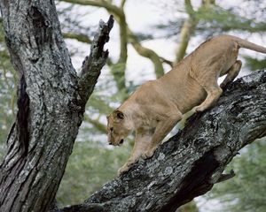 Preview wallpaper lion, lioness, tree, crawl