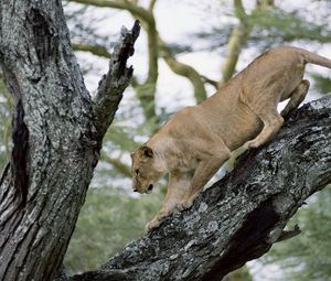 Preview wallpaper lion, lioness, tree, crawl