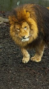 Preview wallpaper lion, lioness, walk, predator