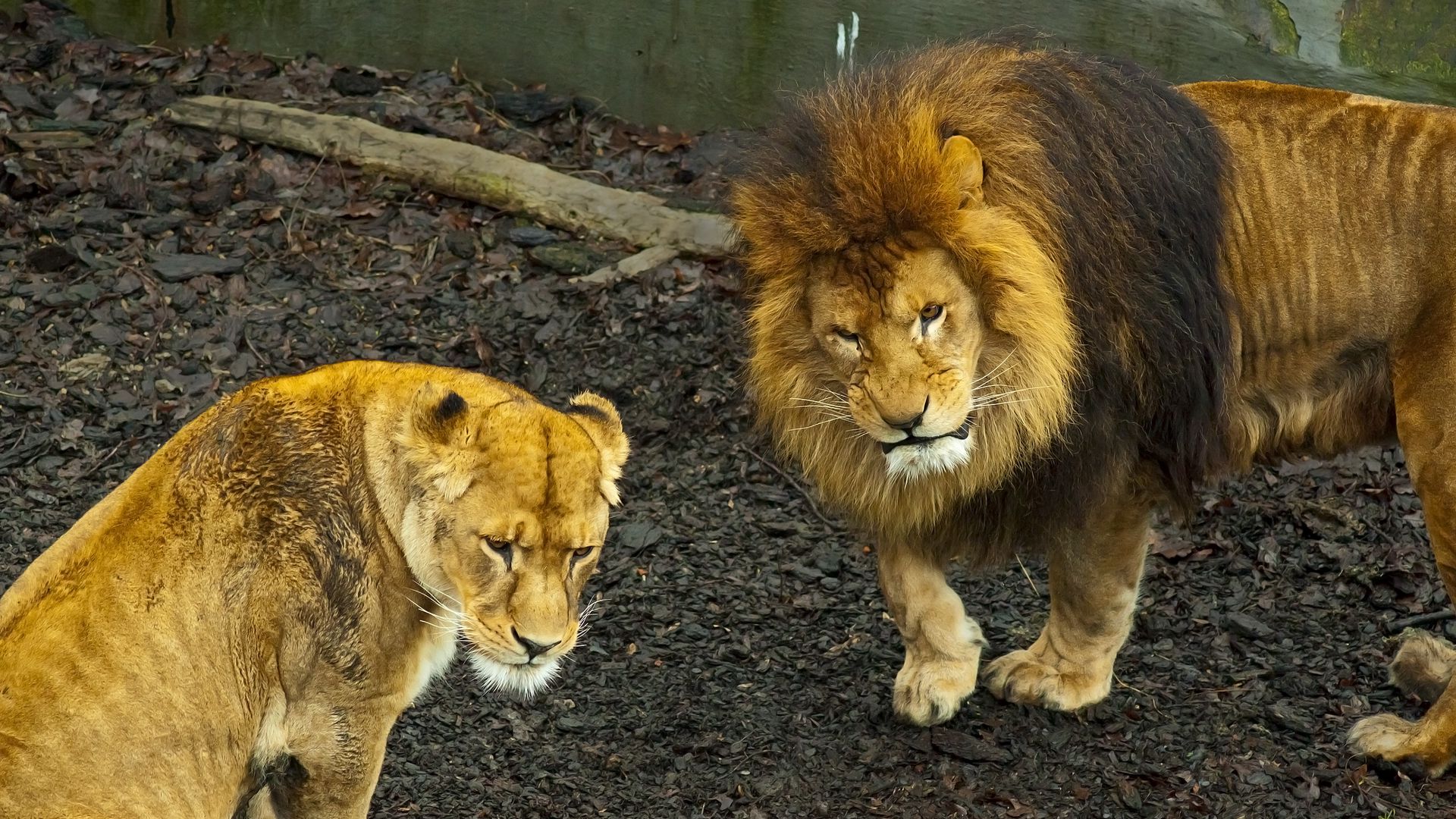 Download wallpaper 1920x1080 lion, lioness, walk, predator full hd ...