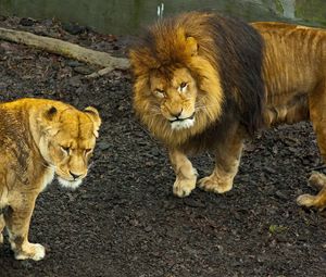 Preview wallpaper lion, lioness, walk, predator