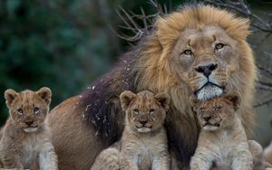Preview wallpaper lion, lioness, young, family, predators