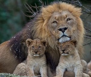 Preview wallpaper lion, lioness, young, family, predators