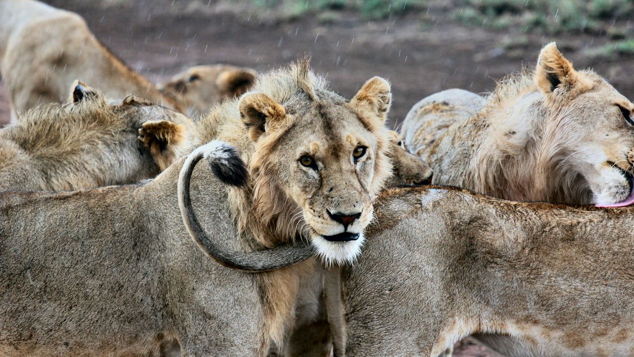 Wallpaper lion, lions, predators, muzzle