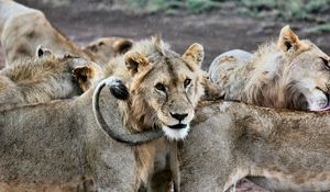 Preview wallpaper lion, lions, predators, muzzle