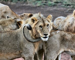 Preview wallpaper lion, lions, predators, muzzle