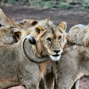 Preview wallpaper lion, lions, predators, muzzle