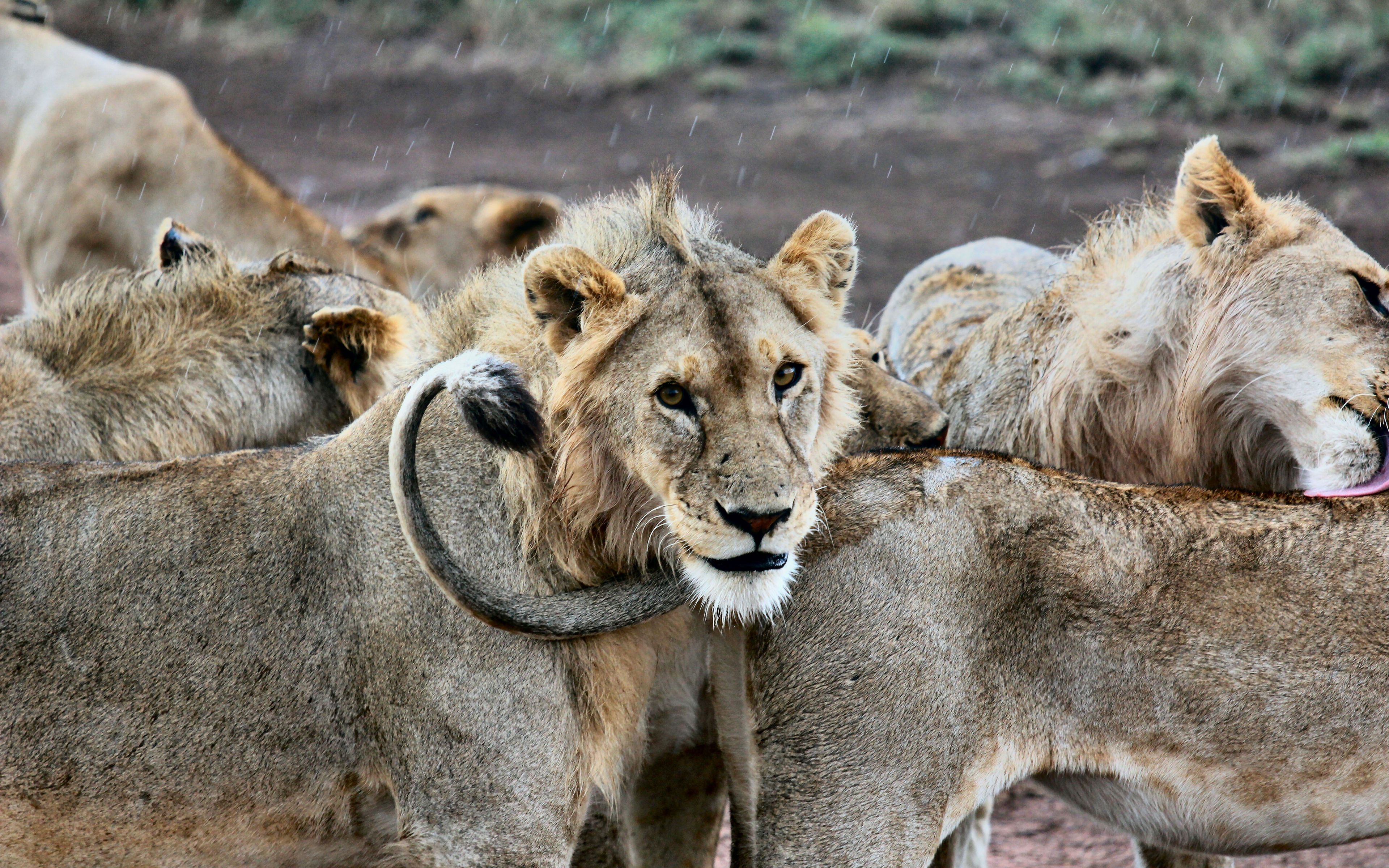 are lions apex predators A dramatic series of photos showing a lion ...