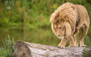 Preview wallpaper lion, log, climb, predator