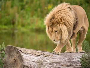 Preview wallpaper lion, log, climb, predator