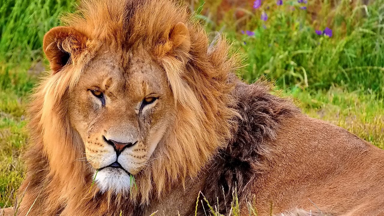 Wallpaper lion, look, aggression, mane, muzzle