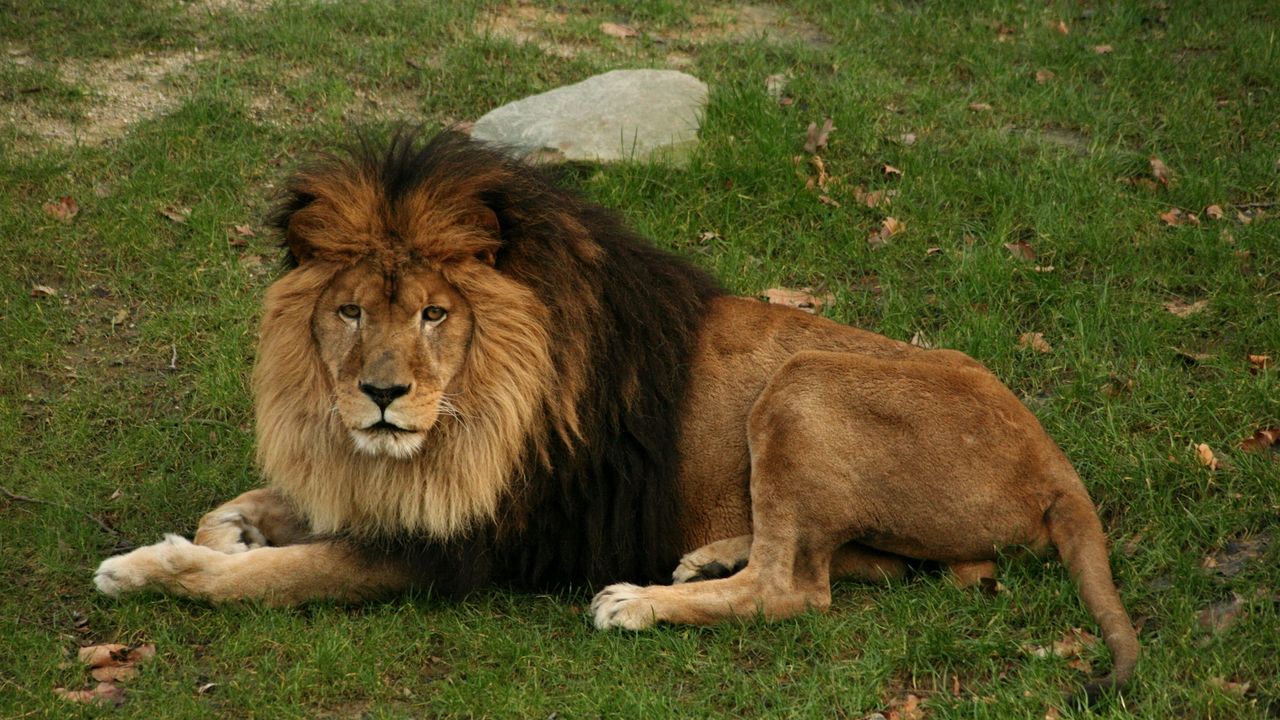 Wallpaper lion, lying, grass, mane, big cat, predator