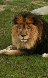 Preview wallpaper lion, lying, grass, mane, big cat, predator