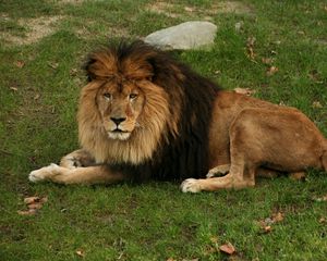 Preview wallpaper lion, lying, grass, mane, big cat, predator