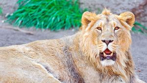 Preview wallpaper lion, lying, open mouth