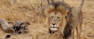 Preview wallpaper lion, male, lion cubs, family, africa, predators