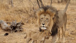 Preview wallpaper lion, male, lion cubs, family, africa, predators