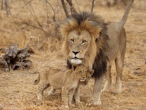 Preview wallpaper lion, male, lion cubs, family, africa, predators