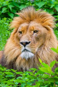 Preview wallpaper lion, mane, animal, predator, wild