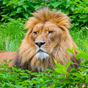 Preview wallpaper lion, mane, animal, predator, wild