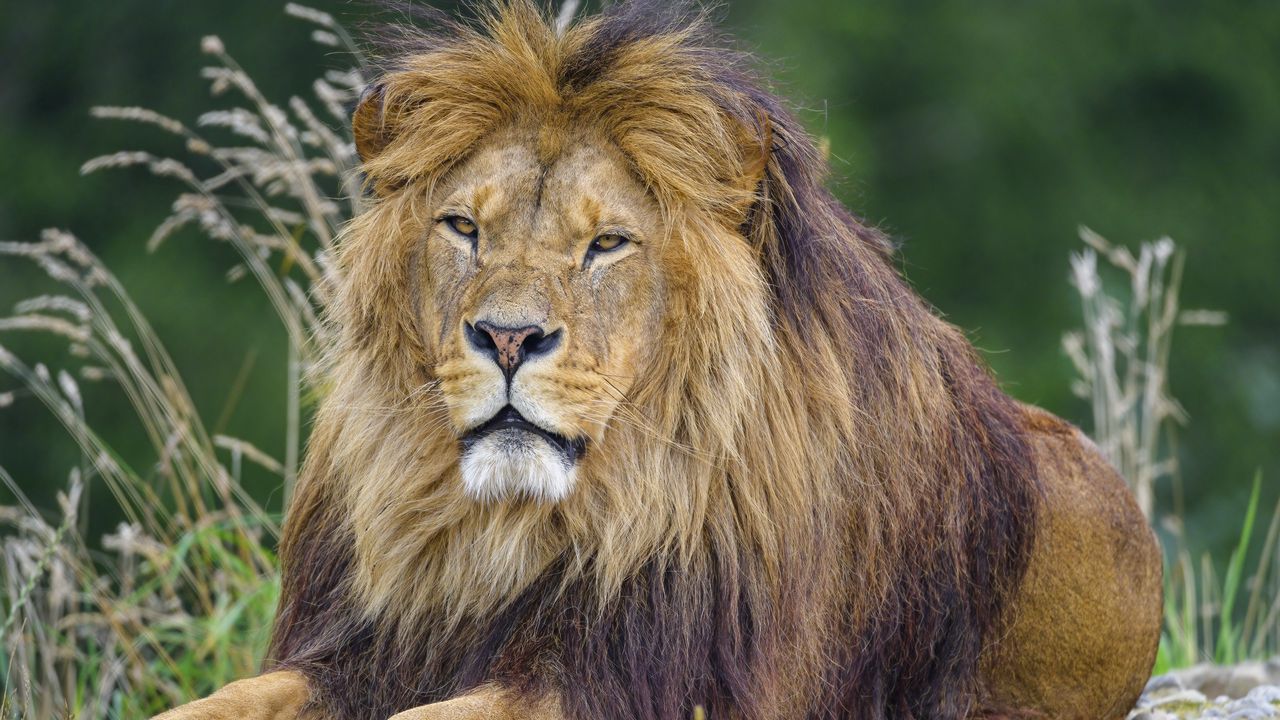 Wallpaper lion, mane, animal, predator, big cat hd, picture, image