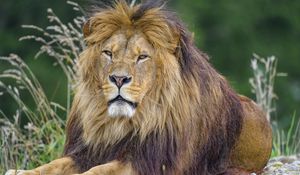 Preview wallpaper lion, mane, animal, predator, big cat