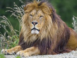 Preview wallpaper lion, mane, animal, predator, big cat