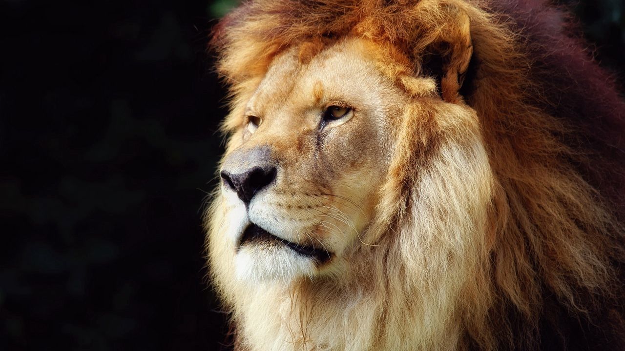 Wallpaper lion, mane, beautiful, face, old
