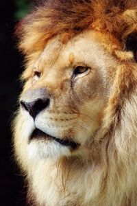 Preview wallpaper lion, mane, beautiful, face, old