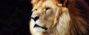 Preview wallpaper lion, mane, beautiful, face, old