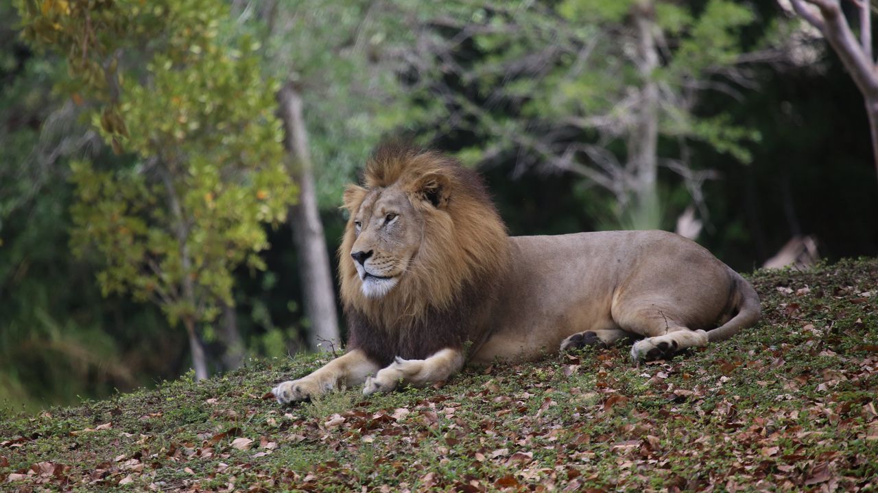 Wallpaper lion, mane, big cat, predator
