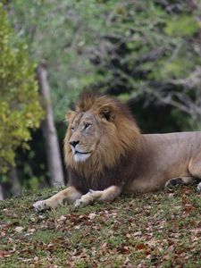 Preview wallpaper lion, mane, big cat, predator