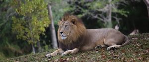 Preview wallpaper lion, mane, big cat, predator