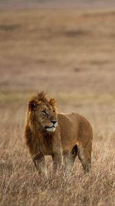 Preview wallpaper lion, mane, big cat, predator, grass