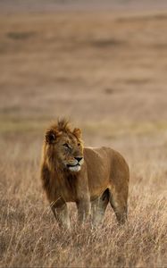 Preview wallpaper lion, mane, big cat, predator, grass