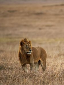 Preview wallpaper lion, mane, big cat, predator, grass