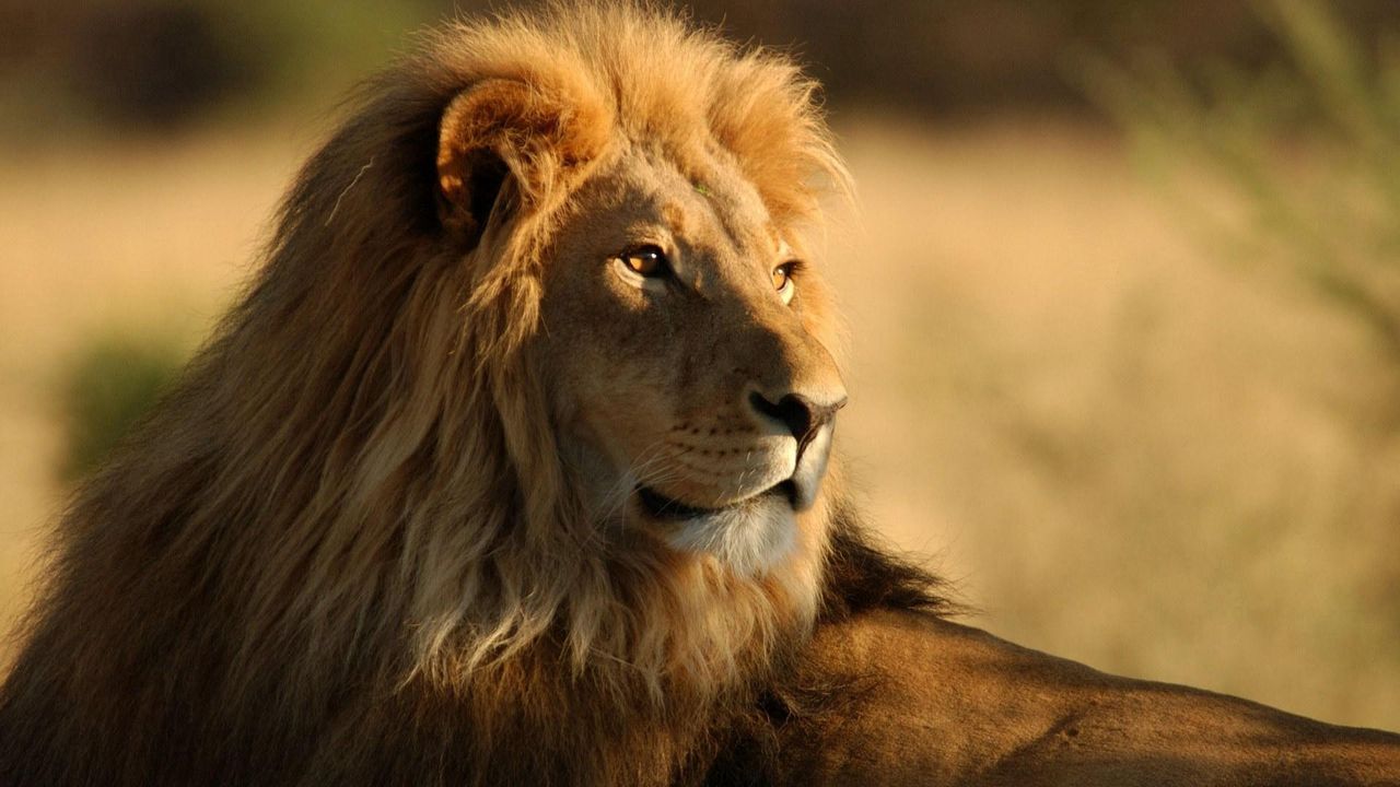 Wallpaper lion, mane, big cat, look, king of beasts, predator