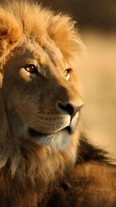 Preview wallpaper lion, mane, big cat, look, king of beasts, predator