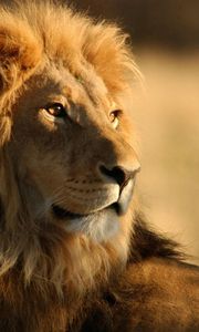 Preview wallpaper lion, mane, big cat, look, king of beasts, predator