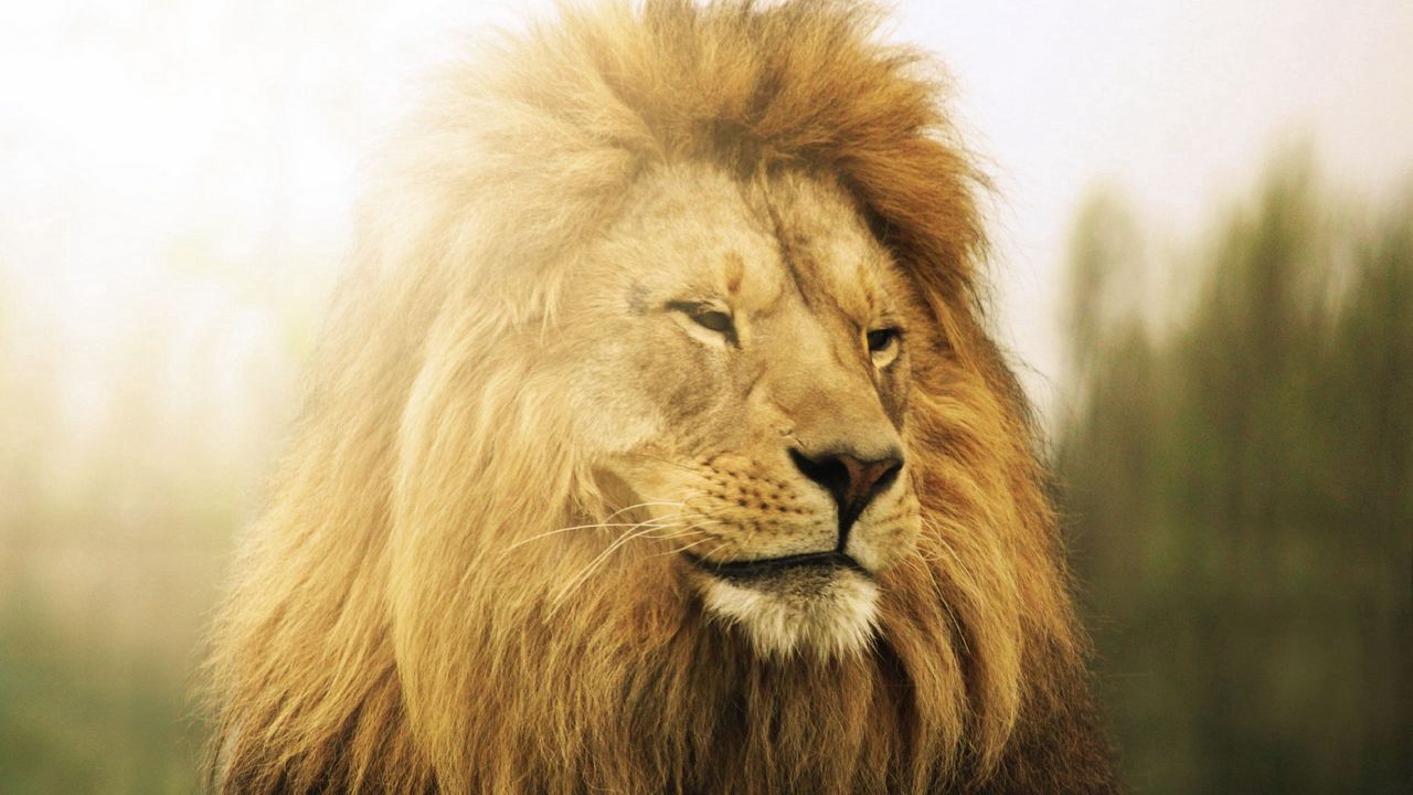 Wallpaper lion, mane, down, predator