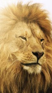 Preview wallpaper lion, mane, down, predator