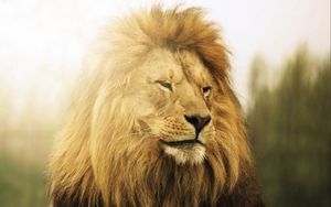 Preview wallpaper lion, mane, down, predator