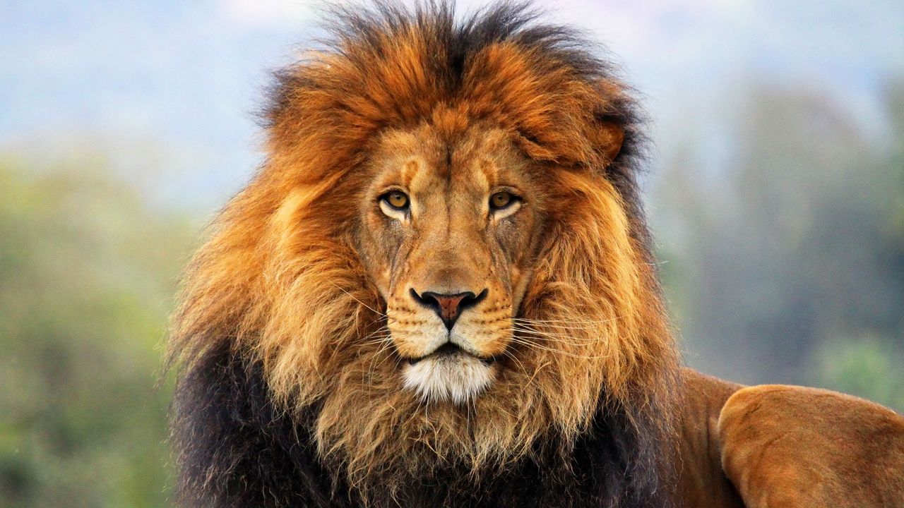 Wallpaper lion, mane, eyes, waiting, big cat, carnivore, king of beasts