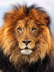 Lion old mobile, cell phone, smartphone wallpapers hd, desktop backgrounds  240x320 downloads, images and pictures