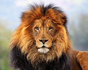 Preview wallpaper lion, mane, eyes, waiting, big cat, carnivore, king of beasts