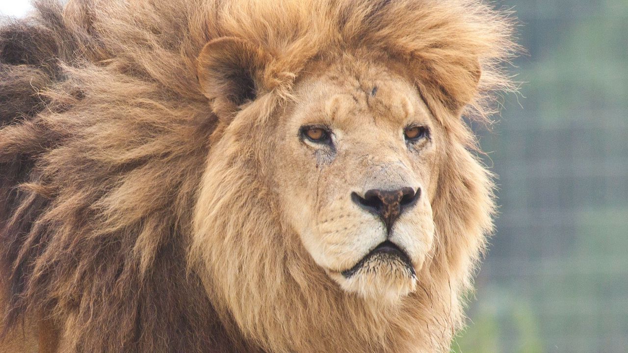 Wallpaper lion, mane, eyes, anger
