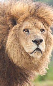 Preview wallpaper lion, mane, eyes, anger