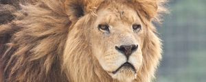 Preview wallpaper lion, mane, eyes, anger