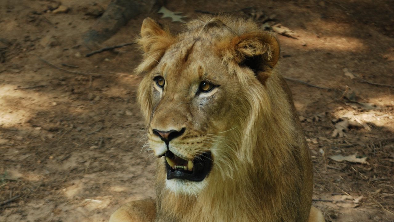 Wallpaper lion, mane, fangs, predator